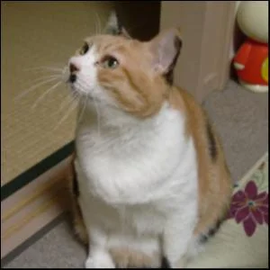 Mikety(みけてぃ)